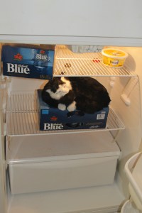 Store insulin in a fridge, along with other essentials...