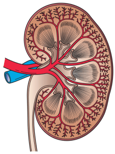 Kidney_Cross_Section