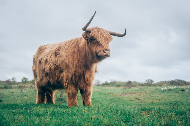 highland cow.jpeg