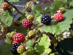 brambles